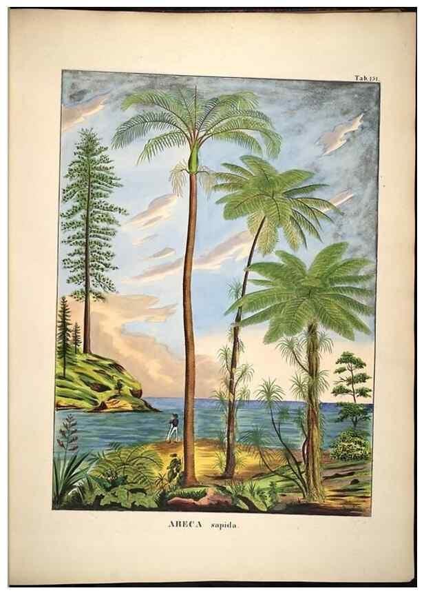 Reproducción/Reproduction 49785390562: Historia naturalis palmarum. Lipsiae: T.O. Weigel, [1823-50]. 