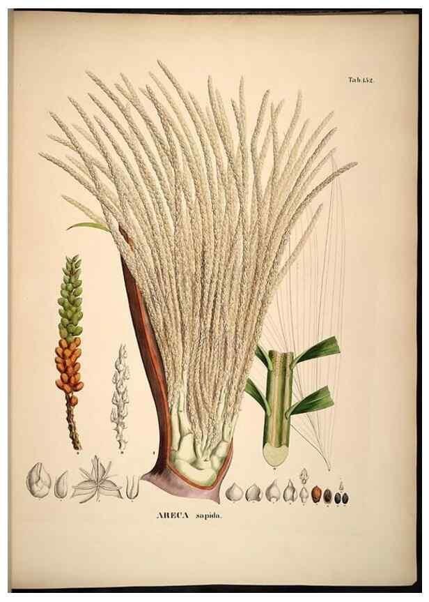 Reproducción/Reproduction 49785390787: Historia naturalis palmarum. Lipsiae: T.O. Weigel, [1823-50]. 