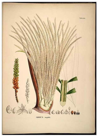 Reproducción/Reproduction 49785390787: Historia naturalis palmarum. Lipsiae: T.O. Weigel, [1823-50]. 