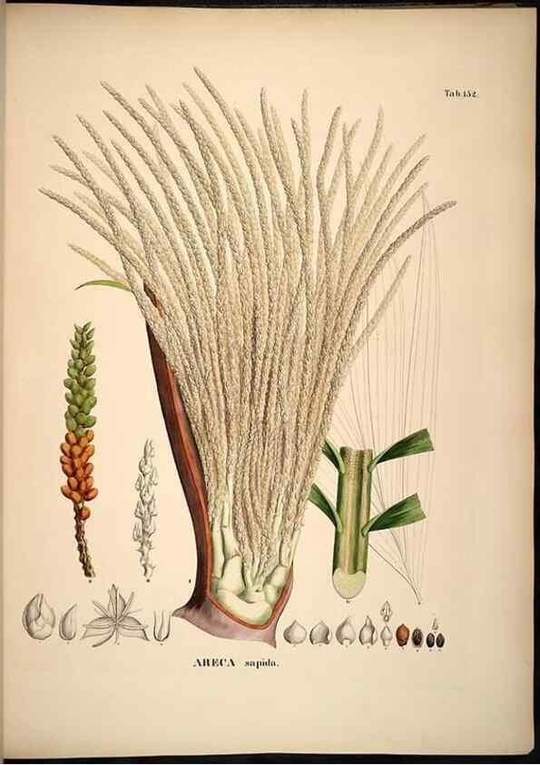 Reproducción/Reproduction 49785390787: Historia naturalis palmarum. Lipsiae: T.O. Weigel, [1823-50]. 