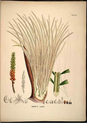 Reproducción/Reproduction 49785390787: Historia naturalis palmarum. Lipsiae: T.O. Weigel, [1823-50]. 