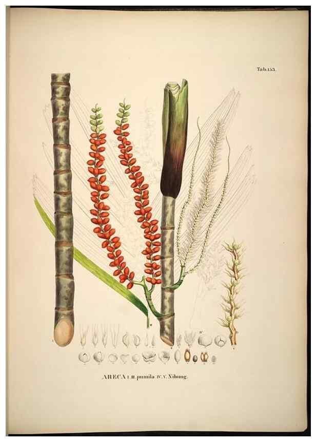 Reproducción/Reproduction 49785391002: Historia naturalis palmarum. Lipsiae: T.O. Weigel, [1823-50]. 