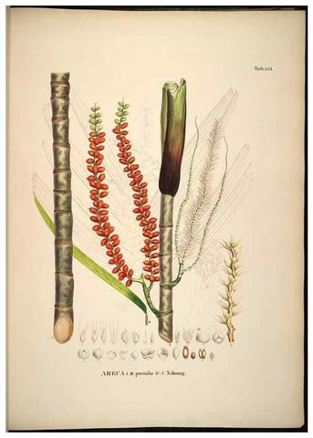 Reproducción/Reproduction 49785391002: Historia naturalis palmarum. Lipsiae: T.O. Weigel, [1823-50]. 