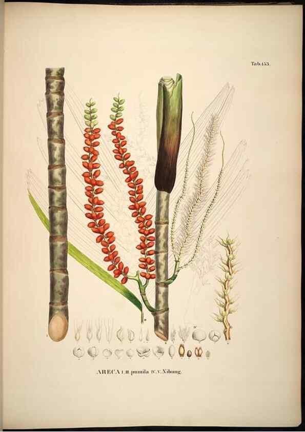Reproducción/Reproduction 49785391002: Historia naturalis palmarum. Lipsiae: T.O. Weigel, [1823-50]. 