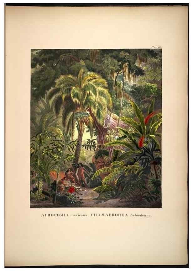 Reproducción/Reproduction 49785066441: Historia naturalis palmarum. Lipsiae: T.O. Weigel, [1823-50]. 