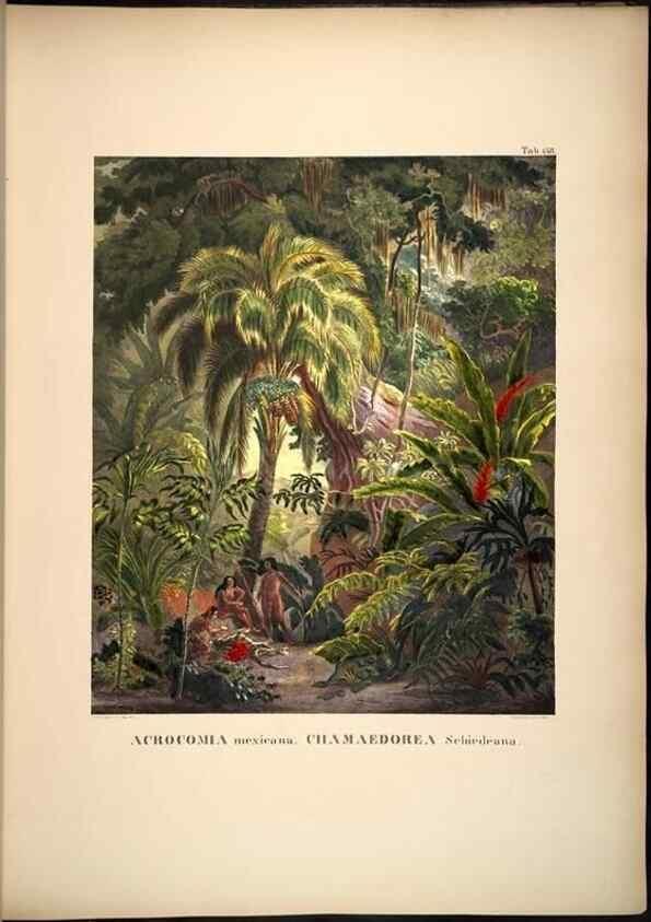Reproducción/Reproduction 49785066441: Historia naturalis palmarum. Lipsiae: T.O. Weigel, [1823-50]. 