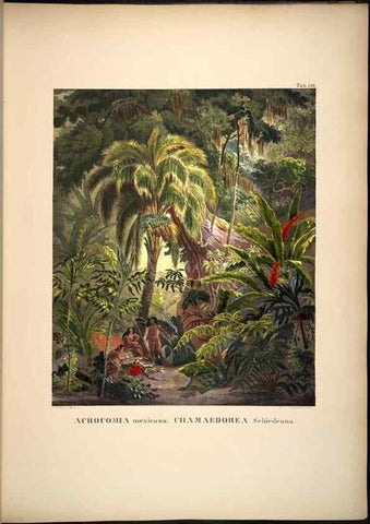 Reproducción/Reproduction 49785066441: Historia naturalis palmarum. Lipsiae: T.O. Weigel, [1823-50]. 