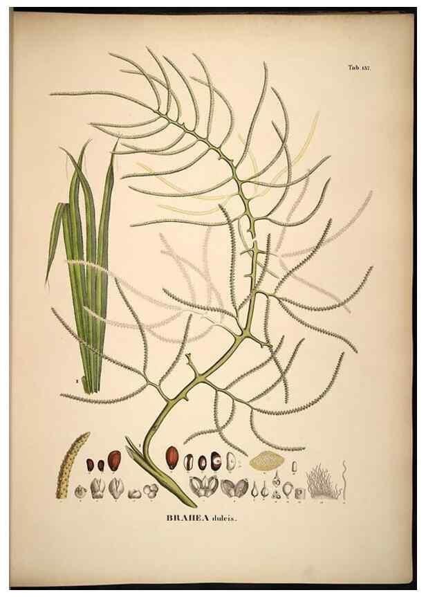 Reproducción/Reproduction 49784529148: Historia naturalis palmarum. Lipsiae: T.O. Weigel, [1823-50]. 