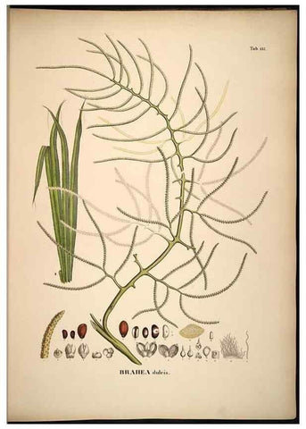 Reproducción/Reproduction 49784529148: Historia naturalis palmarum. Lipsiae: T.O. Weigel, [1823-50]. 