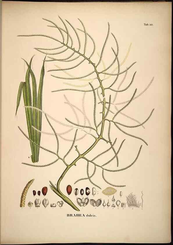 Reproducción/Reproduction 49784529148: Historia naturalis palmarum. Lipsiae: T.O. Weigel, [1823-50]. 