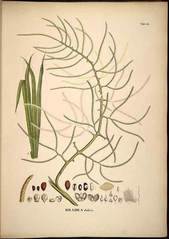 Reproducción/Reproduction 49784529148: Historia naturalis palmarum. Lipsiae: T.O. Weigel, [1823-50]. 