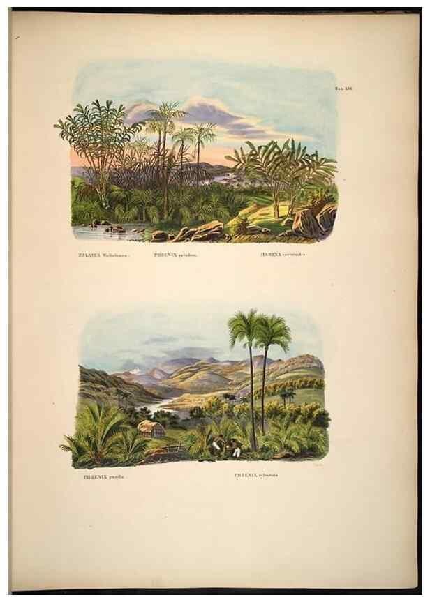 Reproducción/Reproduction 49785065971: Historia naturalis palmarum. Lipsiae: T.O. Weigel, [1823-50]. 
