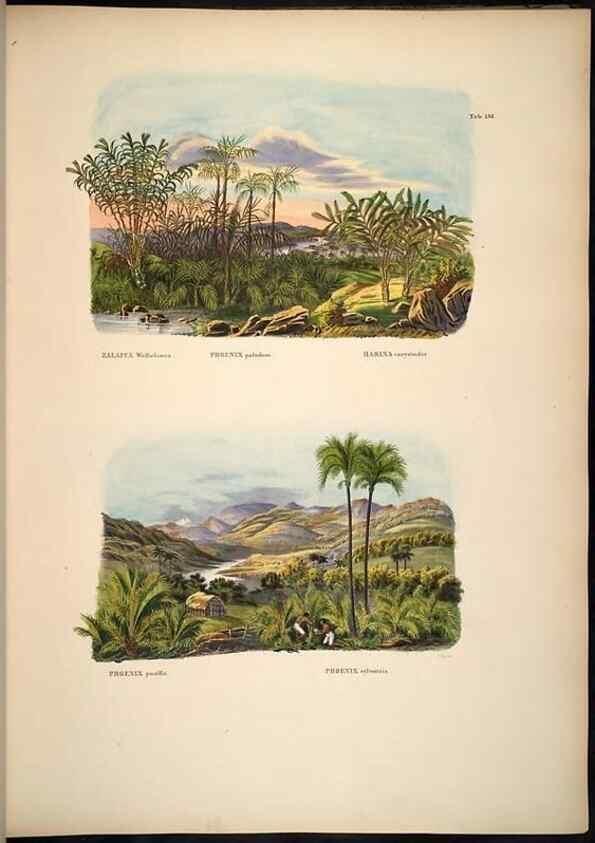 Reproducción/Reproduction 49785065971: Historia naturalis palmarum. Lipsiae: T.O. Weigel, [1823-50]. 