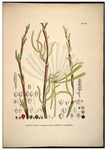 Reproducción/Reproduction 49784528833: Historia naturalis palmarum. Lipsiae: T.O. Weigel, [1823-50]. 