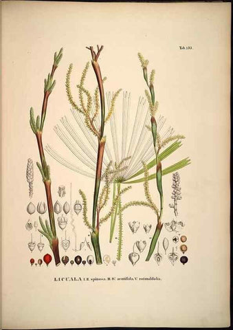 Reproducción/Reproduction 49784528833: Historia naturalis palmarum. Lipsiae: T.O. Weigel, [1823-50]. 