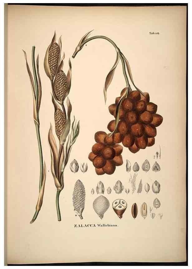 Reproducción/Reproduction 49785063001: Historia naturalis palmarum. Lipsiae: T.O. Weigel, [1823-50]. 