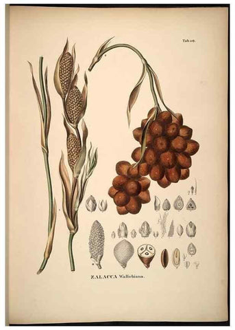 Reproducción/Reproduction 49785063001: Historia naturalis palmarum. Lipsiae: T.O. Weigel, [1823-50]. 