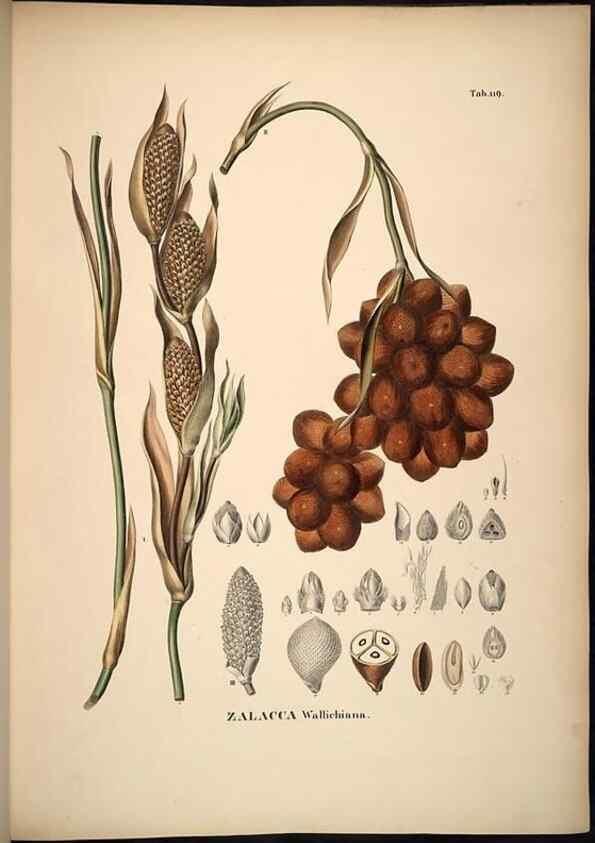Reproducción/Reproduction 49785063001: Historia naturalis palmarum. Lipsiae: T.O. Weigel, [1823-50]. 
