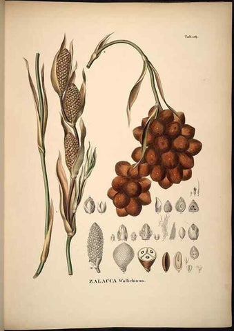 Reproducción/Reproduction 49785063001: Historia naturalis palmarum. Lipsiae: T.O. Weigel, [1823-50]. 