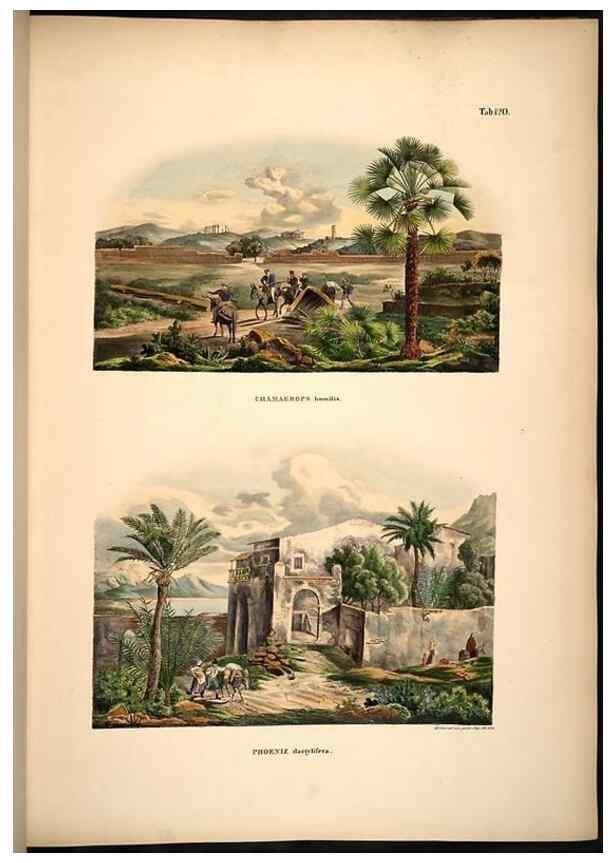 Reproducción/Reproduction 49784526223: Historia naturalis palmarum. Lipsiae: T.O. Weigel, [1823-50]. 