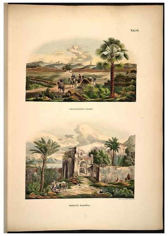 Reproducción/Reproduction 49784526223: Historia naturalis palmarum. Lipsiae: T.O. Weigel, [1823-50]. 