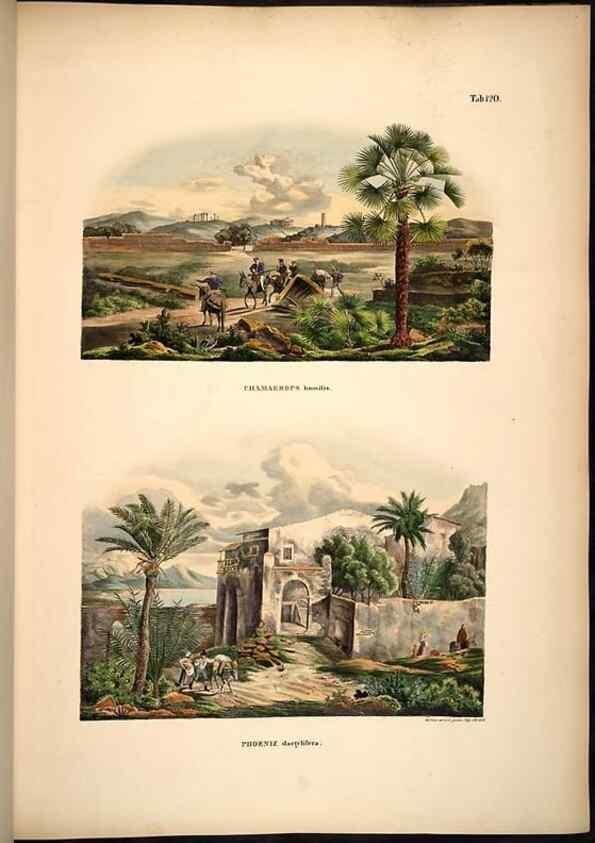 Reproducción/Reproduction 49784526223: Historia naturalis palmarum. Lipsiae: T.O. Weigel, [1823-50]. 