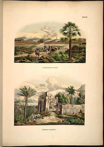 Reproducción/Reproduction 49784526223: Historia naturalis palmarum. Lipsiae: T.O. Weigel, [1823-50]. 