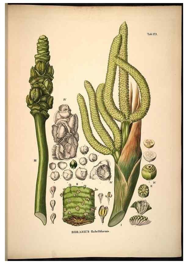 Reproducción/Reproduction 49785063396: Historia naturalis palmarum. Lipsiae: T.O. Weigel, [1823-50]. 