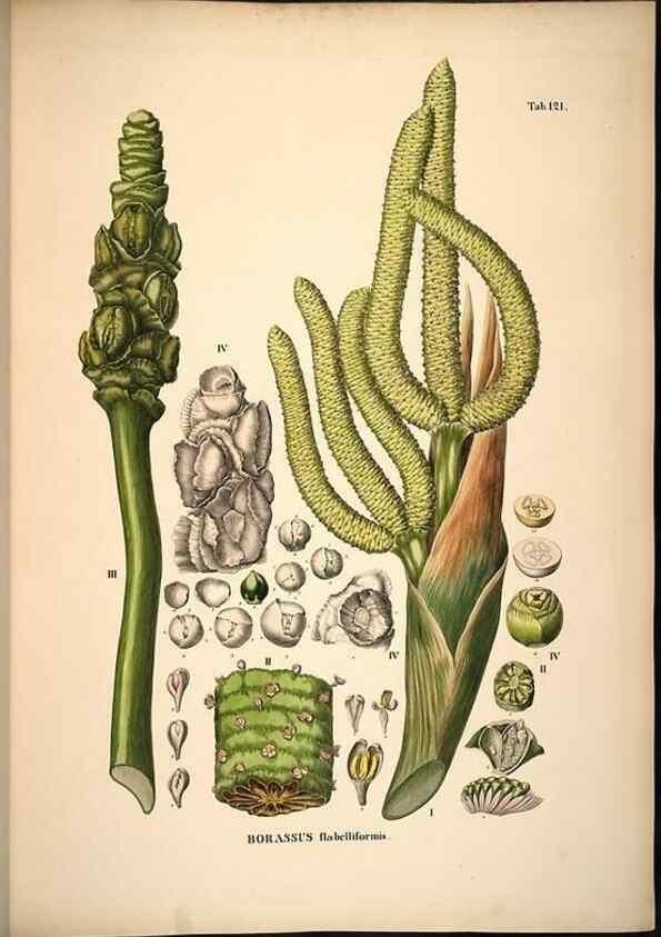 Reproducción/Reproduction 49785063396: Historia naturalis palmarum. Lipsiae: T.O. Weigel, [1823-50]. 