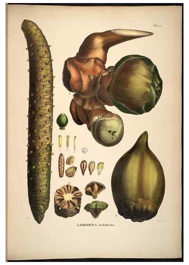 Reproducción/Reproduction 49785385397: Historia naturalis palmarum. Lipsiae: T.O. Weigel, [1823-50]. 