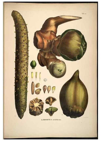 Reproducción/Reproduction 49785385397: Historia naturalis palmarum. Lipsiae: T.O. Weigel, [1823-50]. 