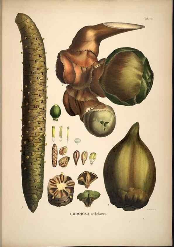 Reproducción/Reproduction 49785385397: Historia naturalis palmarum. Lipsiae: T.O. Weigel, [1823-50]. 