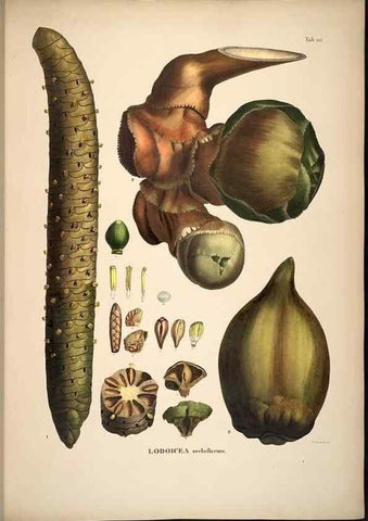 Reproducción/Reproduction 49785385397: Historia naturalis palmarum. Lipsiae: T.O. Weigel, [1823-50]. 