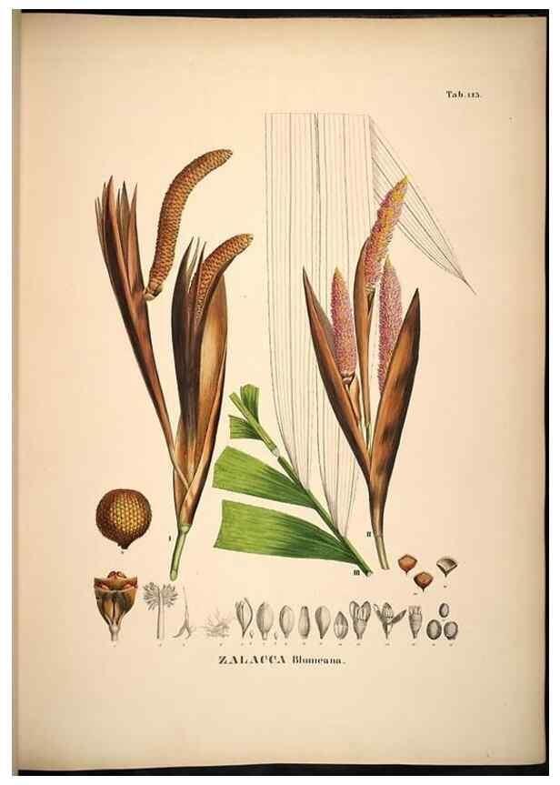 Reproducción/Reproduction 49784526793: Historia naturalis palmarum. Lipsiae: T.O. Weigel, [1823-50]. 