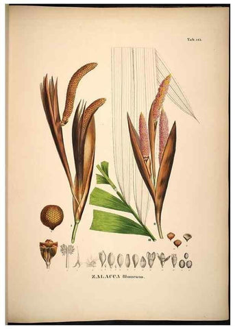 Reproducción/Reproduction 49784526793: Historia naturalis palmarum. Lipsiae: T.O. Weigel, [1823-50]. 