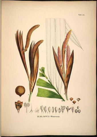 Reproducción/Reproduction 49784526793: Historia naturalis palmarum. Lipsiae: T.O. Weigel, [1823-50]. 