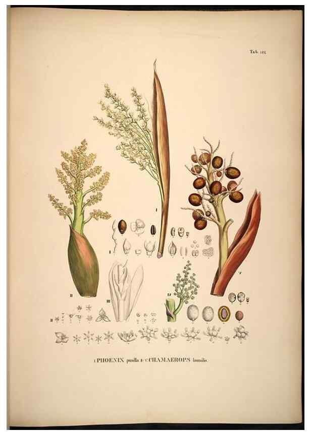 Reproducción/Reproduction 49784526978: Historia naturalis palmarum. Lipsiae: T.O. Weigel, [1823-50]. 