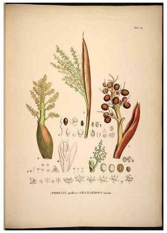 Reproducción/Reproduction 49784526978: Historia naturalis palmarum. Lipsiae: T.O. Weigel, [1823-50]. 