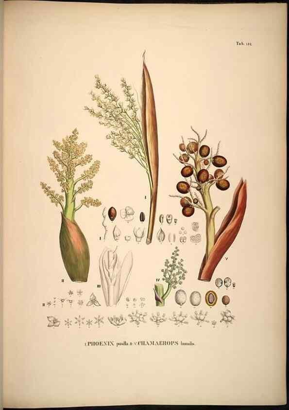Reproducción/Reproduction 49784526978: Historia naturalis palmarum. Lipsiae: T.O. Weigel, [1823-50]. 