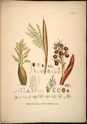 Reproducción/Reproduction 49784526978: Historia naturalis palmarum. Lipsiae: T.O. Weigel, [1823-50]. 