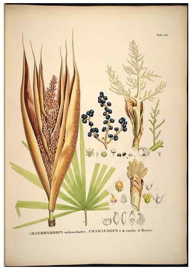 Reproducción/Reproduction 49785385922: Historia naturalis palmarum. Lipsiae: T.O. Weigel, [1823-50]. 
