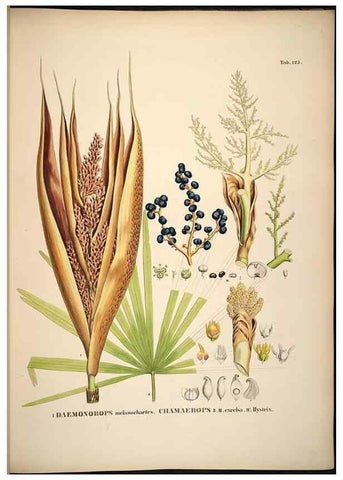 Reproducción/Reproduction 49785385922: Historia naturalis palmarum. Lipsiae: T.O. Weigel, [1823-50]. 