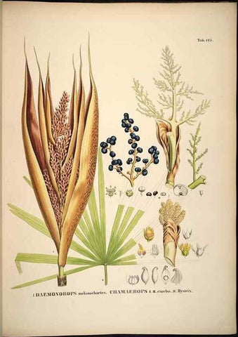 Reproducción/Reproduction 49785385922: Historia naturalis palmarum. Lipsiae: T.O. Weigel, [1823-50]. 