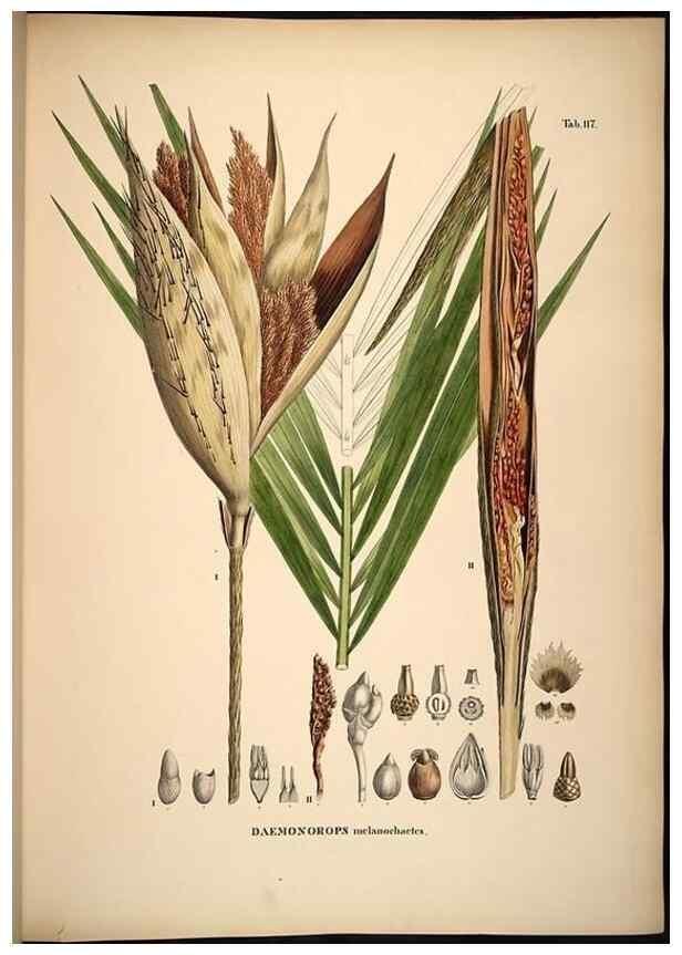 Reproducción/Reproduction 49785384522: Historia naturalis palmarum. Lipsiae: T.O. Weigel, [1823-50]. 