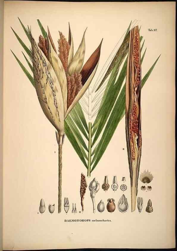 Reproducción/Reproduction 49785384522: Historia naturalis palmarum. Lipsiae: T.O. Weigel, [1823-50]. 