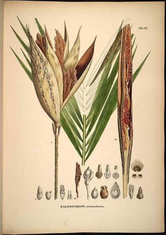 Reproducción/Reproduction 49785384522: Historia naturalis palmarum. Lipsiae: T.O. Weigel, [1823-50]. 