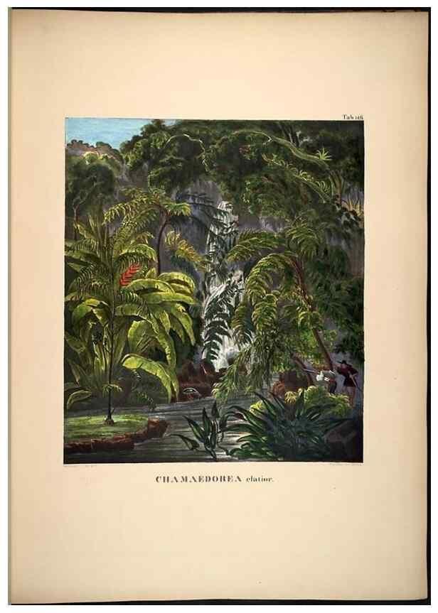 Reproducción/Reproduction 49785386077: Historia naturalis palmarum. Lipsiae: T.O. Weigel, [1823-50]. 