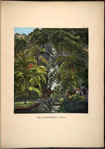 Reproducción/Reproduction 49785386077: Historia naturalis palmarum. Lipsiae: T.O. Weigel, [1823-50]. 