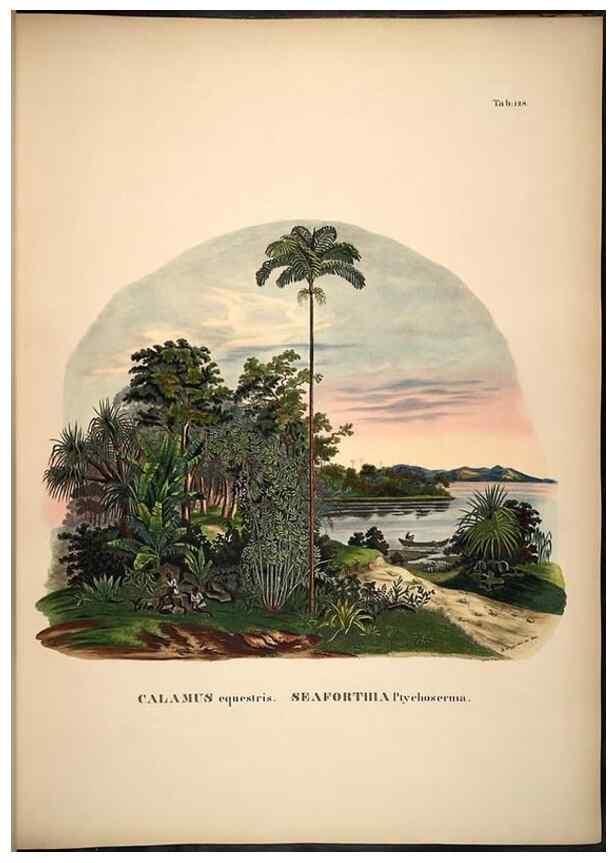 Reproducción/Reproduction 49784527608: Historia naturalis palmarum. Lipsiae: T.O. Weigel, [1823-50]. 