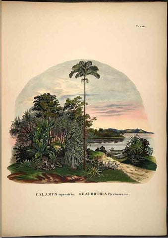 Reproducción/Reproduction 49784527608: Historia naturalis palmarum. Lipsiae: T.O. Weigel, [1823-50]. 